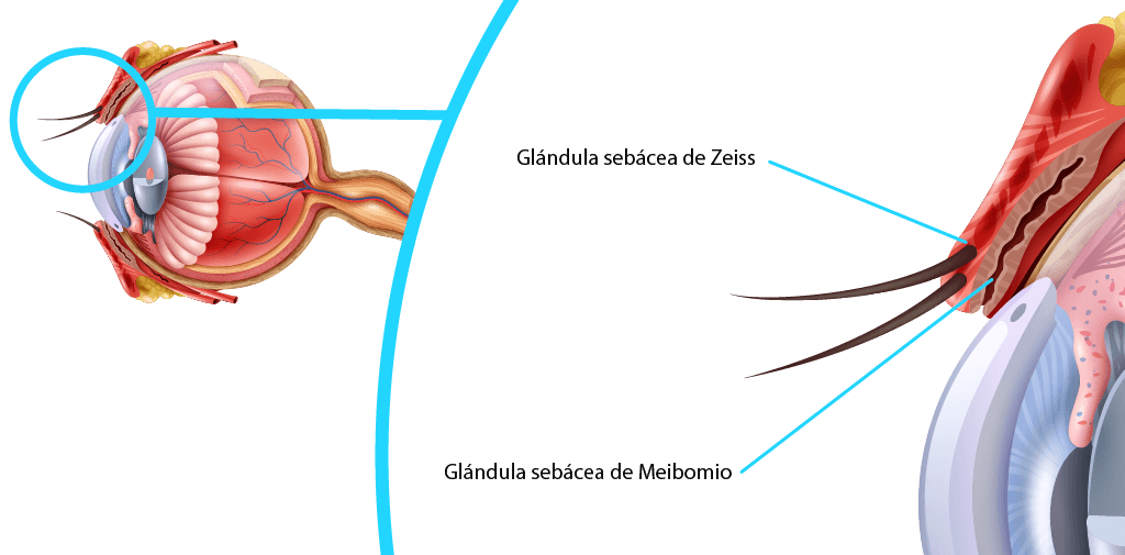 Glándulas sebáceas del párpado, cuya inflamación se conoce como orzuelo